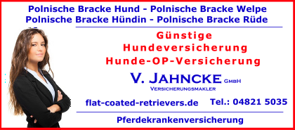 Polnische-Bracke